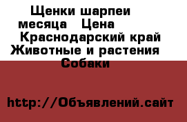 Щенки шарпеи 1,5 месяца › Цена ­ 4 000 - Краснодарский край Животные и растения » Собаки   